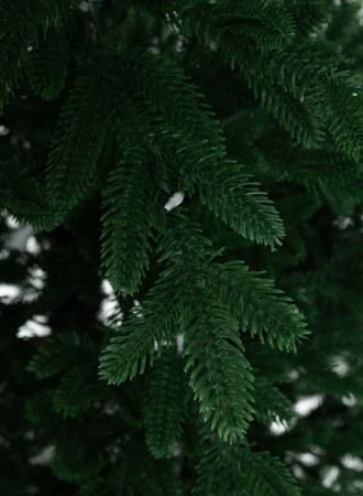 DSC_7440