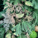 Ветвь Кипарис королевский шампань, 84 см., 1 шт., Christmas DeLuxe (86729) 