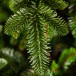 Елка Нормандия в мешочке 60 см., литая хвоя+пвх, Triumph Tree (73634)