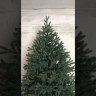 Искусственная елка Грация 180 см., 100% литая хвоя, ЕлкиТорг (164180)