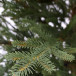 Ель Французская 185 см., 100% литая хвоя, TreeDeLux (70078)