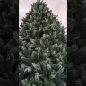 Искусственная ель Царская 6 м., ствольная, интерьерная, 100% литая хвоя, ЕлкиТорг (194600)