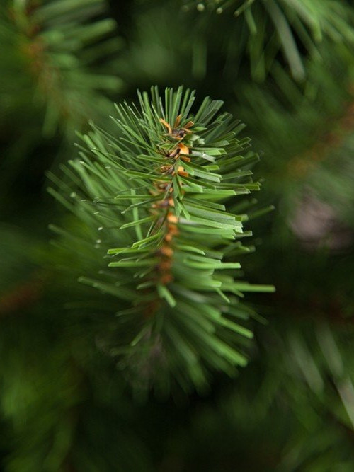Елка Санкт-Петербург 200 см., мягкая хвоя, Triumph Tree (73374)