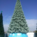 Уличная искусственная елка Альпийская изумрудная 15 м., ствольная, ПВХ, Green Trees (GT15APVCBL)