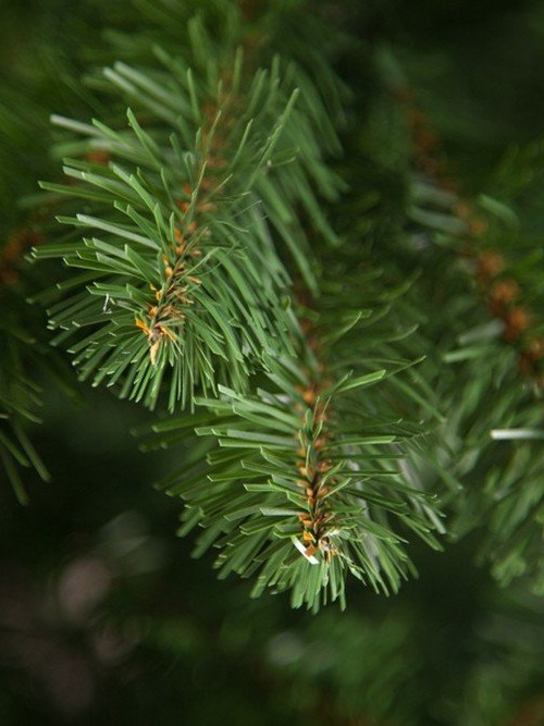 Елка Санкт-Петербург 215 см., мягкая хвоя, Triumph Tree (73539)